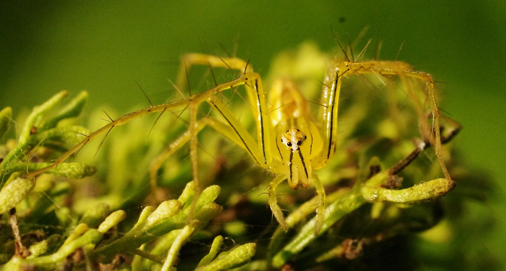 IMGP9112 (2) Flower spider 11 and cropped. Bynoe Haven NT… Paul
