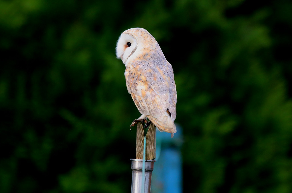 0O4A4120 Jeff Sykes Flickr