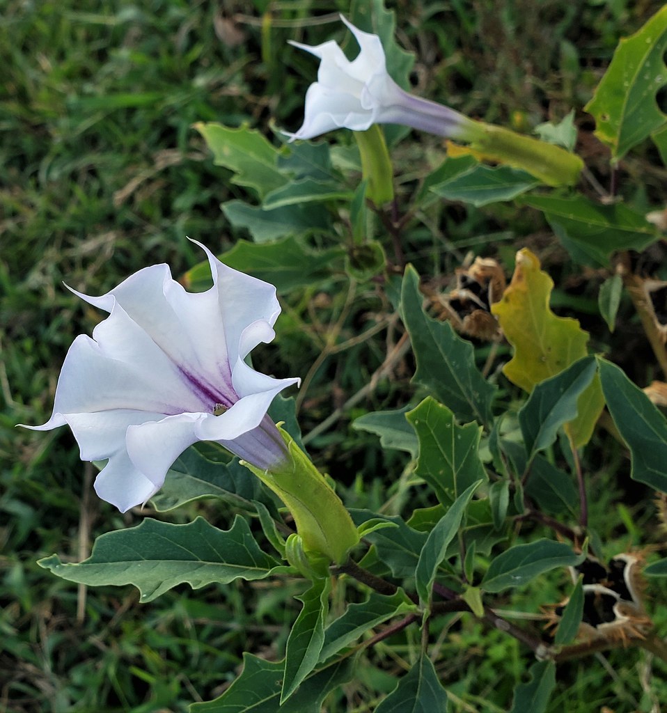 Jimsonweed At Andover Equestrian Center This is a picture … Flickr