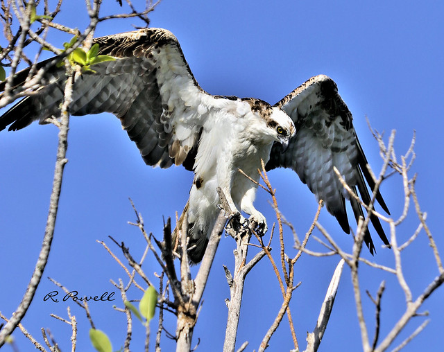 Florida Osprey a photo on Flickriver