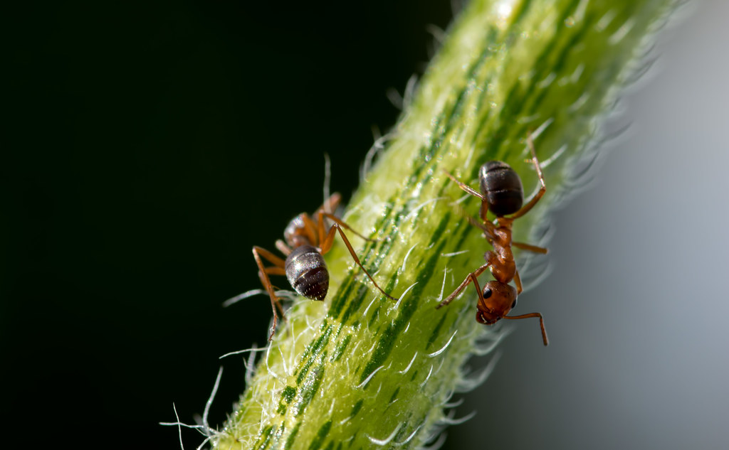 Why Are Ants Attracted To Sunflowers at Carrie Curley blog