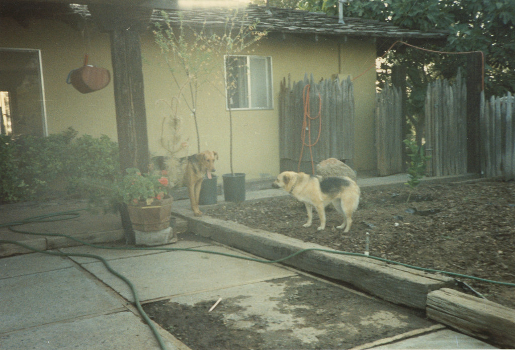 Dogs Dog at Clovis, 1983 Carol Herbert Flickr