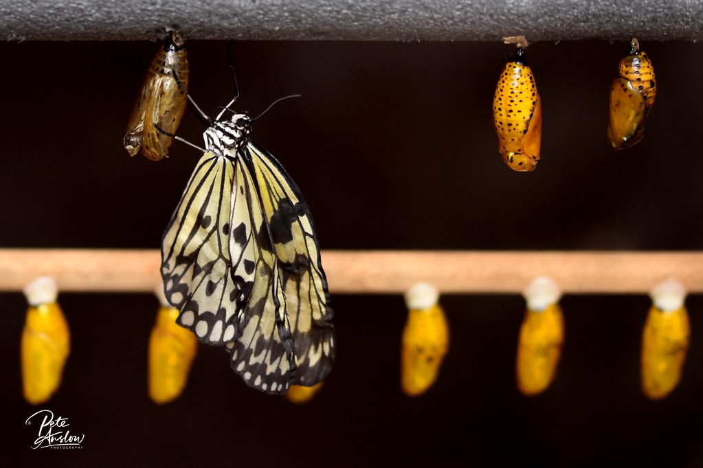Butterflies at Chester Zoo, Chestershire Flickr