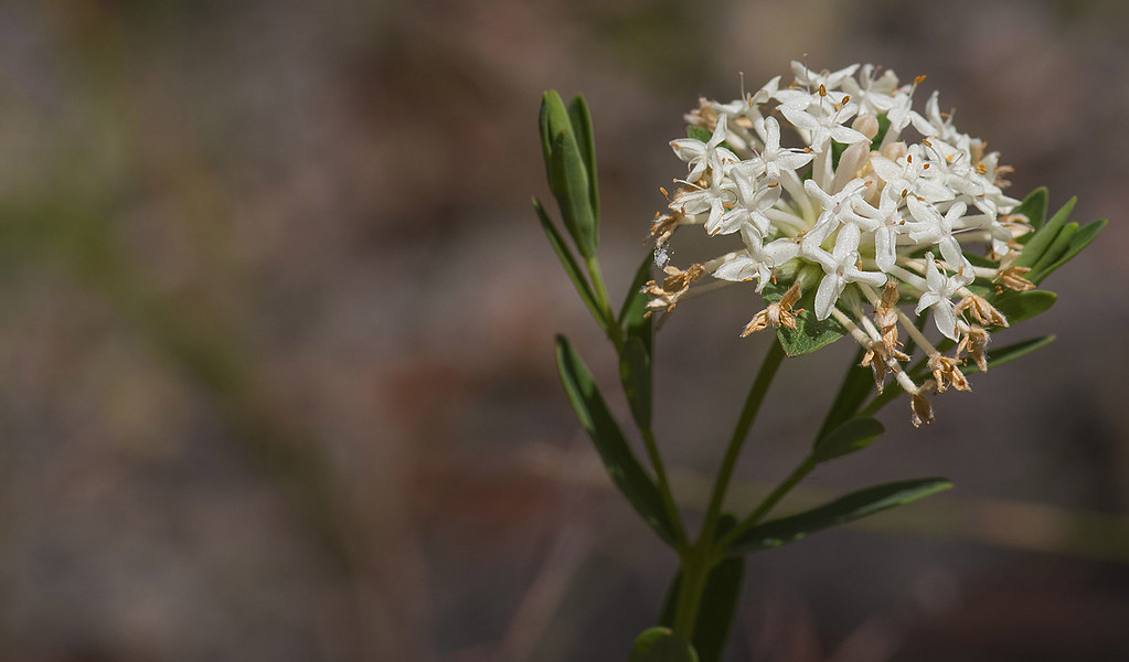 Wildflower Rice flower, Pimelea linifolia, growing near Pa… Flickr
