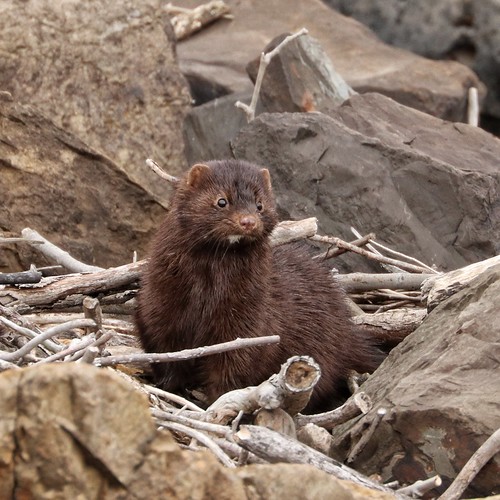 American Mink Peace Valley Park, Pa. Briton Parker Flickr