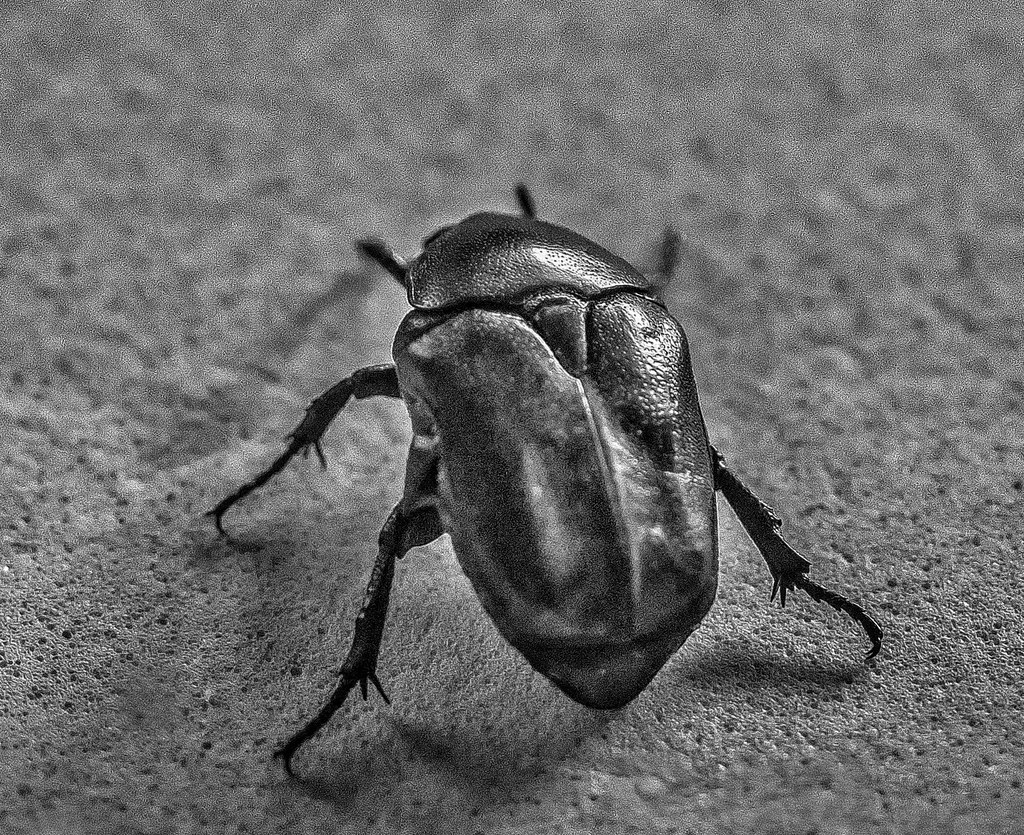 greenbeetle BN lujaban Flickr