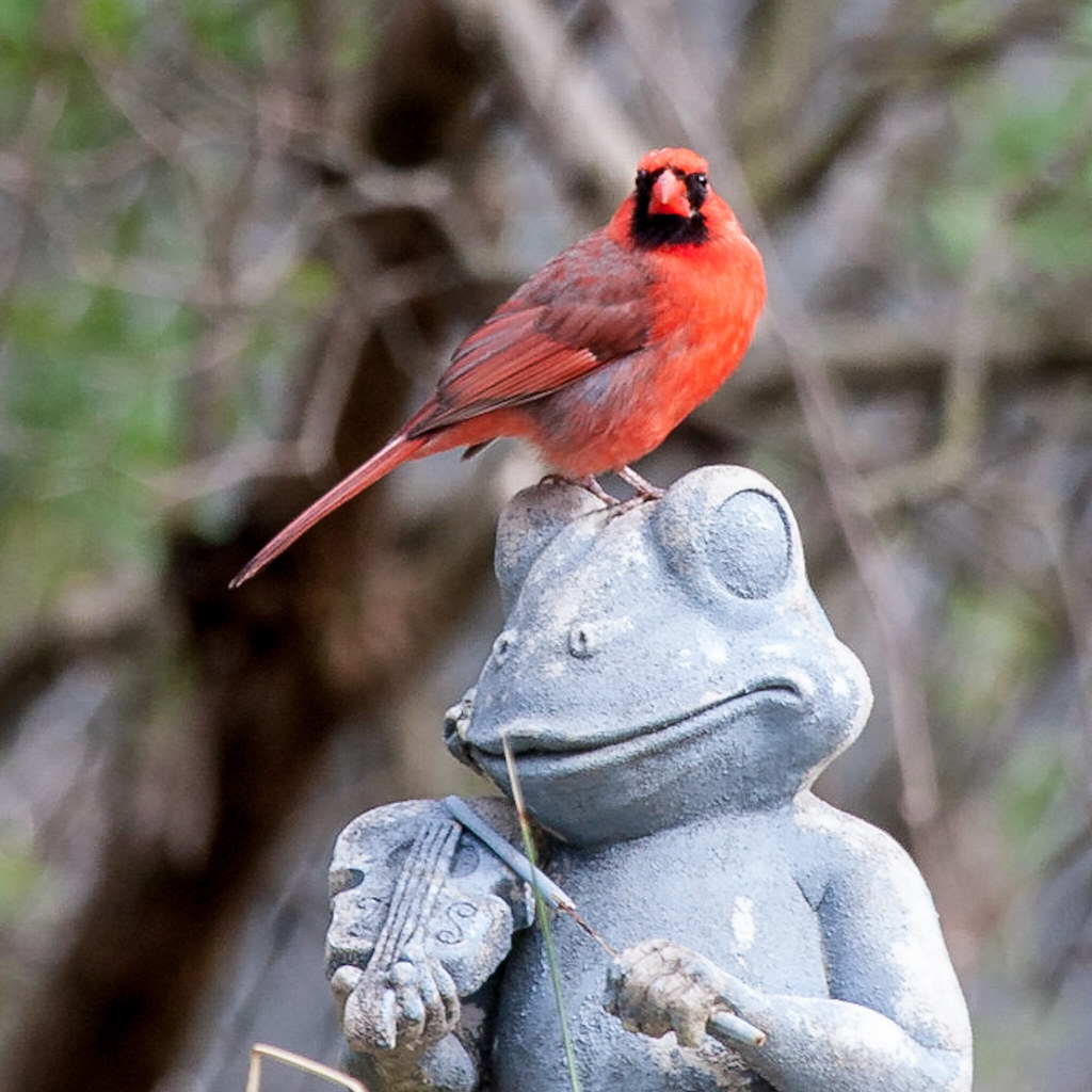 The Cardinal and the Frog Does this qualify as ‘birds as a… Flickr