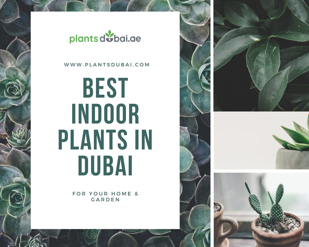 best indoor plants in Dubai uae Plants Dubai is an online … Flickr