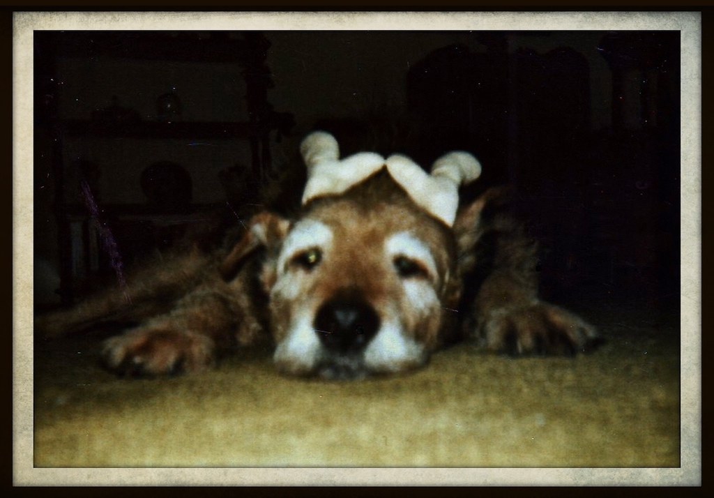 Dog Days Gone By Maggie 1990 R. Miller Flickr