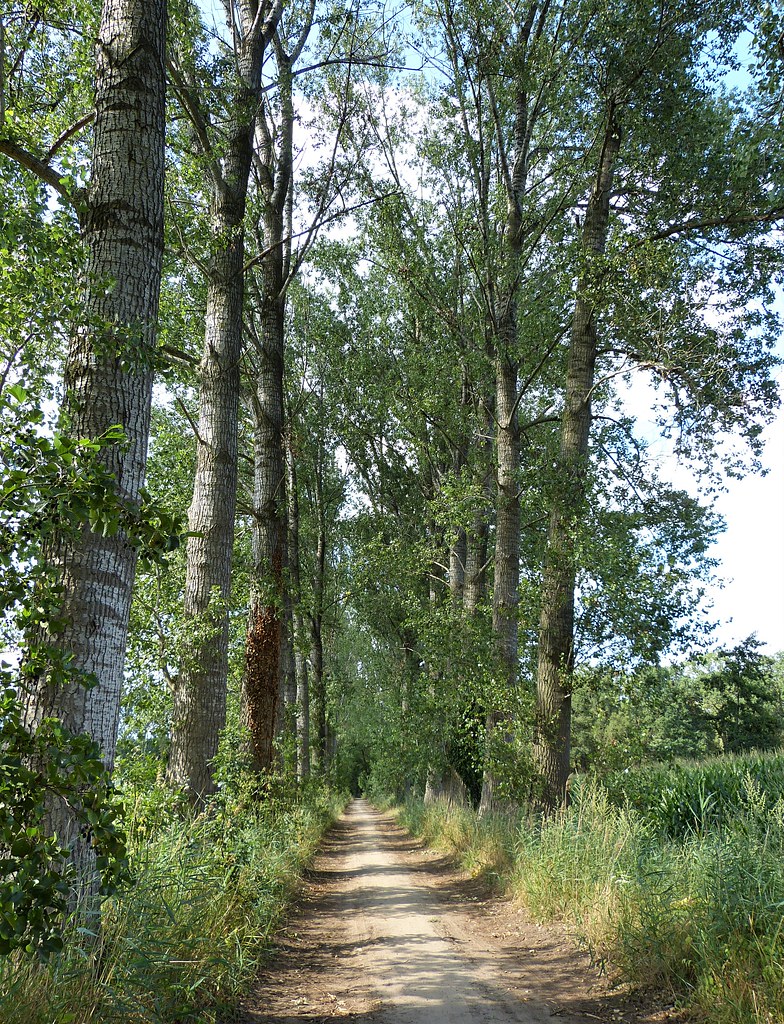 Tall trees 29 juli 2019 Joeke Pieters Flickr