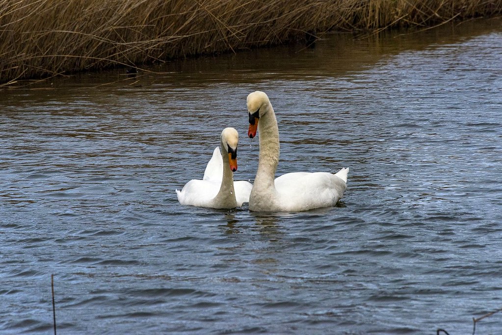 D81_18996 Swans in Love!!! Our "pets" think the same way w… Flickr