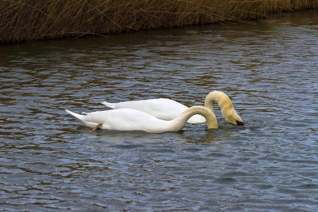 D81_18980 Swans in Love!!! Our "pets" think the same way w… Flickr