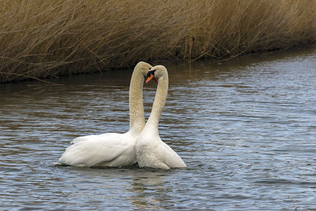 D81_19025 Swans in Love!!! Our "pets" think the same way w… Flickr