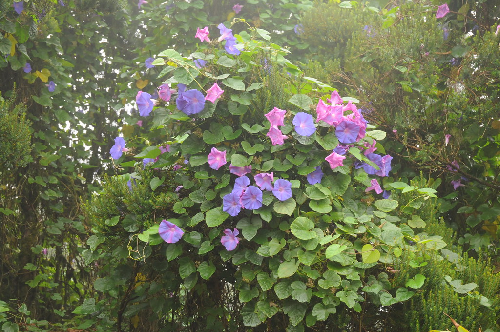 Von der Prunkwinde Ipomoea indica überwucherte Baumheide