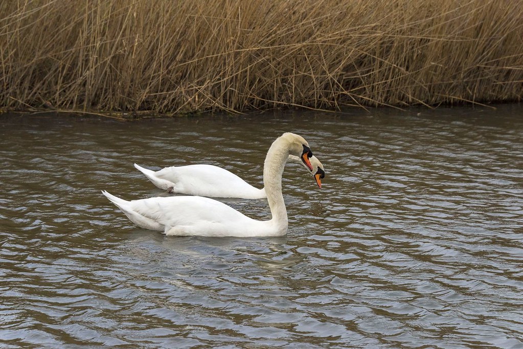D81_18963 Swans in Love!!! Our "pets" think the same way w… Flickr