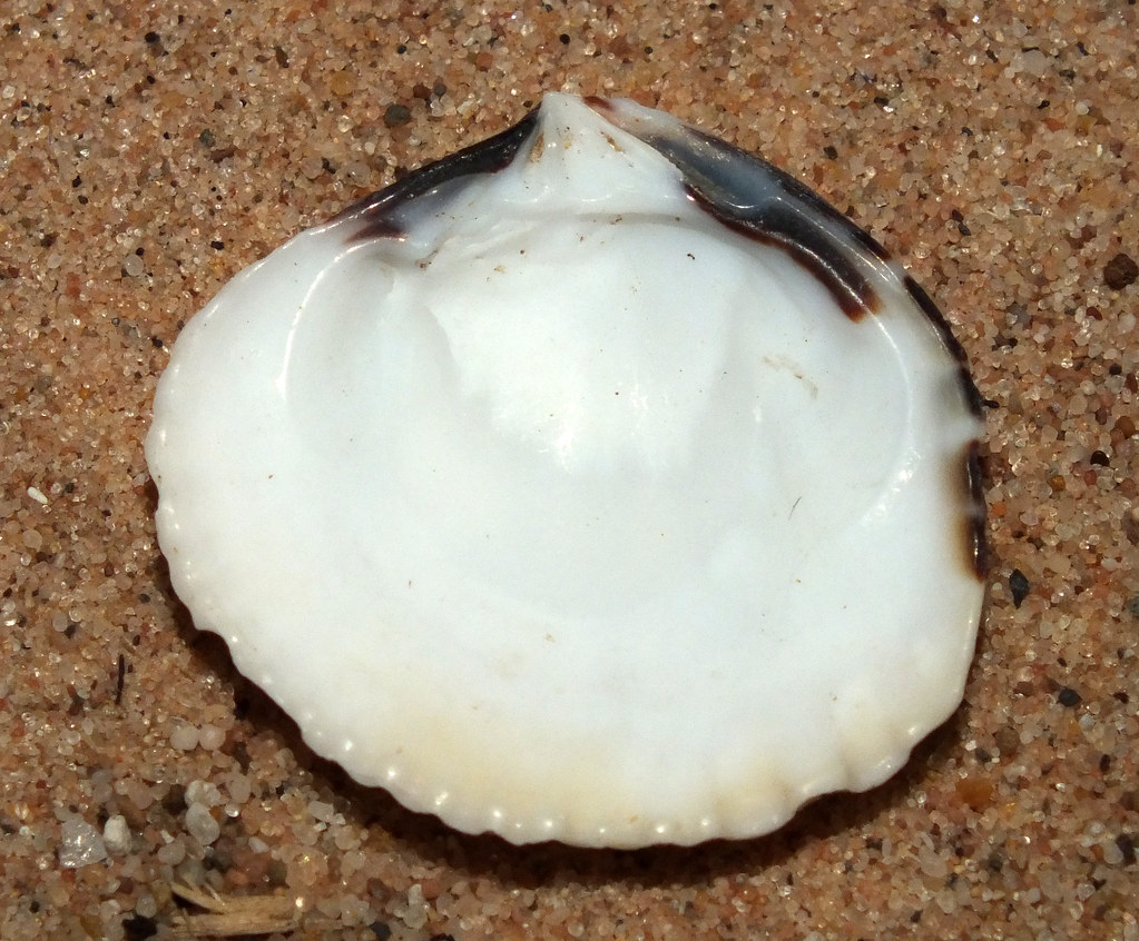 Pectinate venus clam (Gafrarium pectinatum pectinatum f. t… Flickr