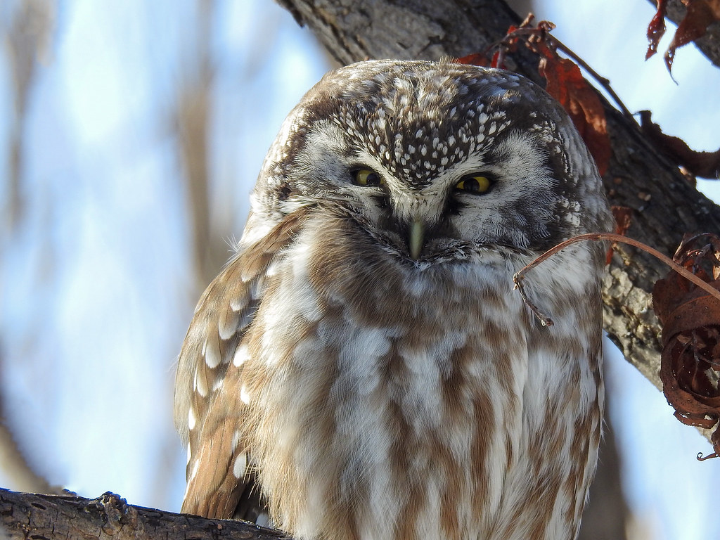 Nyctale de tengmalm Réserve naturelle PointeYamachiche Louise St