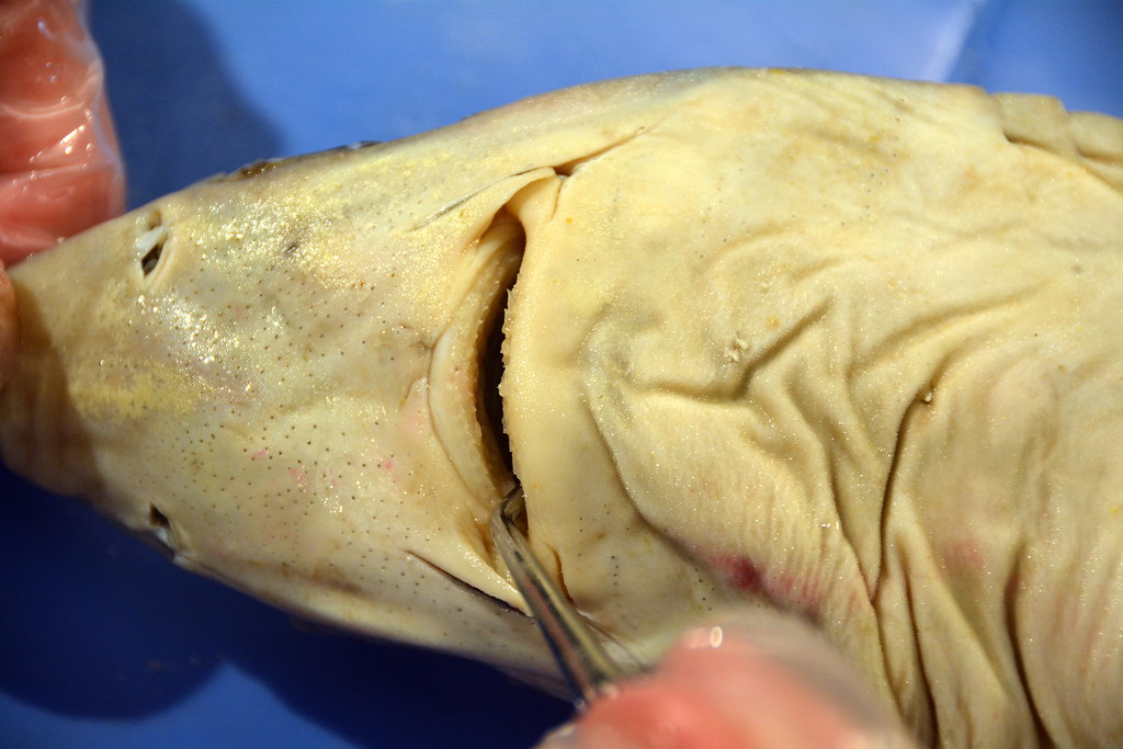 Dogfish Shark Dissection Photos Videos, lesson plans, and … Flickr