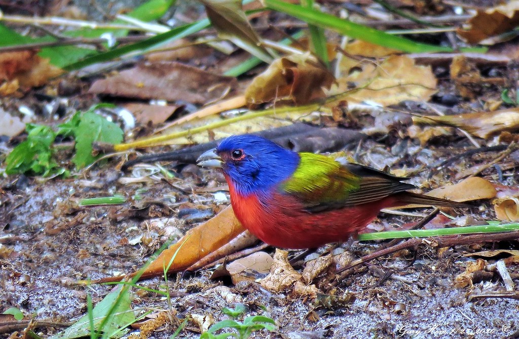"The Most Beautiful Bird In North America" The painted bun… Flickr