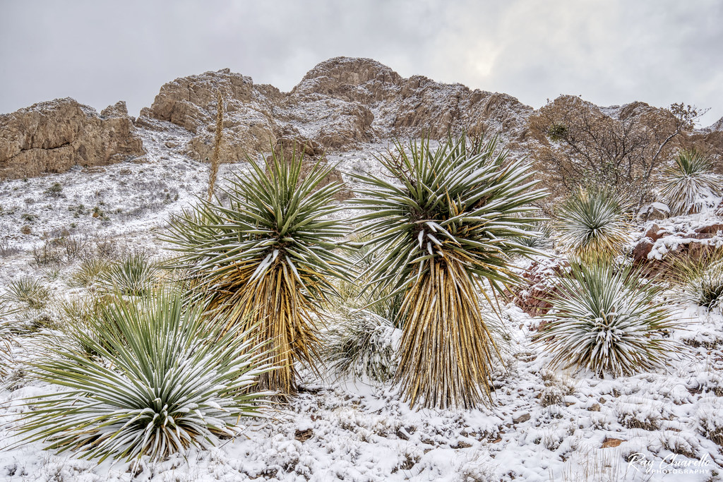 Desert Plants in the Snow Franklin Mountains El Paso, Texa… Flickr