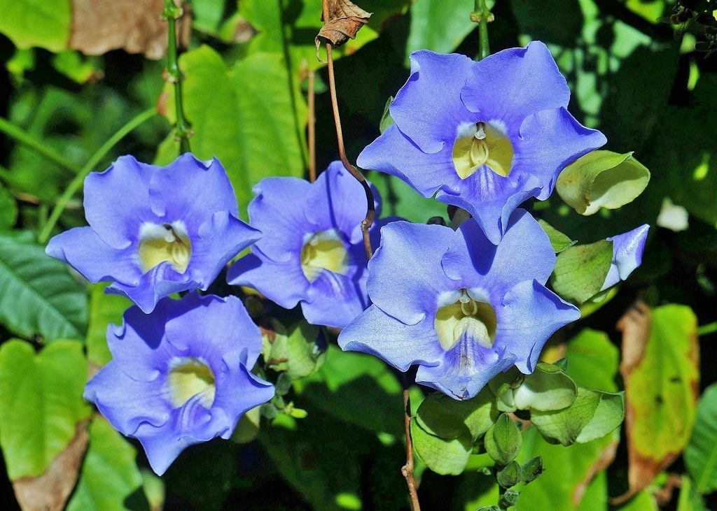 Blue Sky Vine (Thunbergia grandiflora) Naples Botanical Ga… Flickr