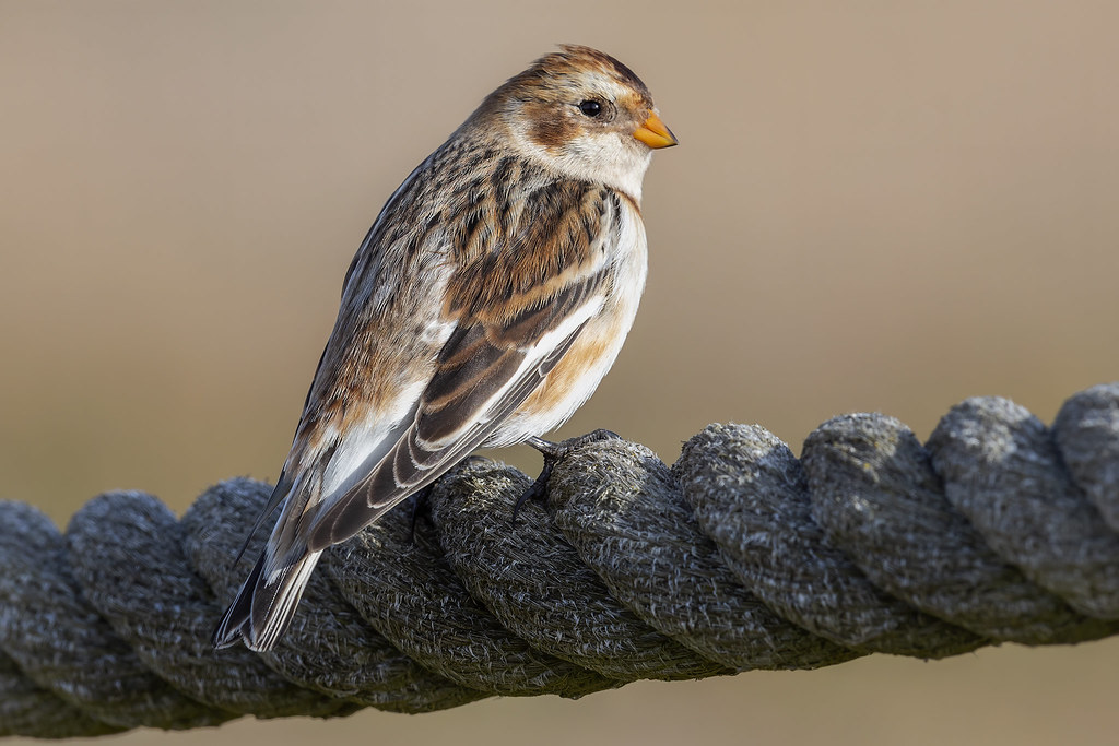 snow bunting Enjoying the sunshine at Felixstowe. carl newell Flickr
