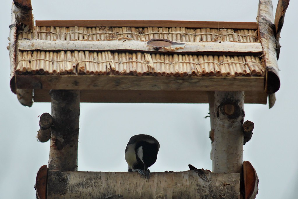 Kohlmeise.. Peter Hoberg Flickr