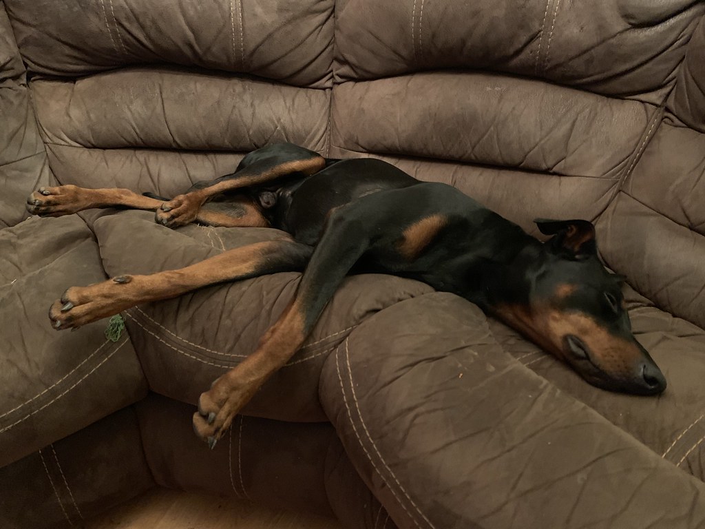 Sleeping Doberman Pinscher Saxon firehouse.ie Flickr
