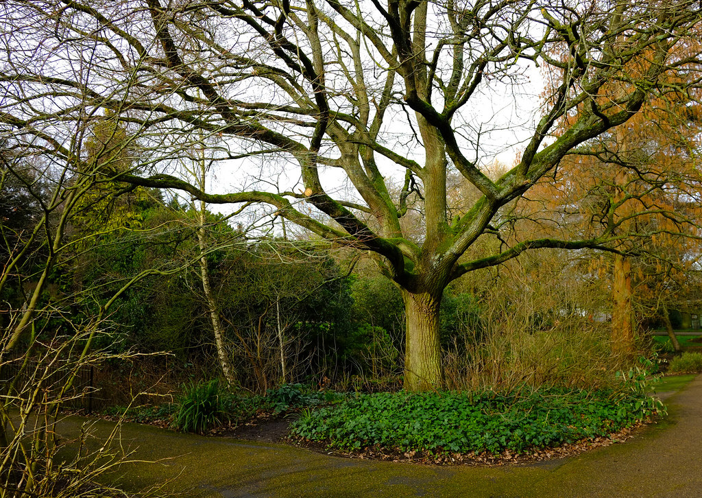 Peckham Rye Park TO PECKHAM RYE PARK..Peckham Rye … Flickr