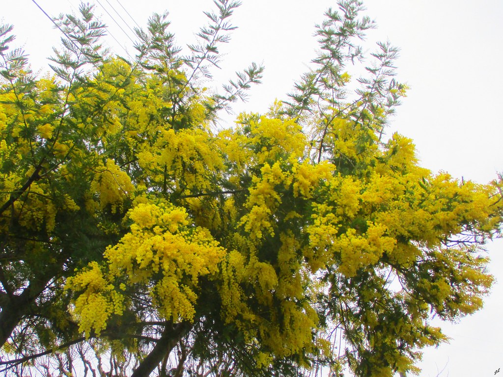 Rando des Mimosas Île d'Oléron (17) à SaintTrojanLesBai… Sur mon