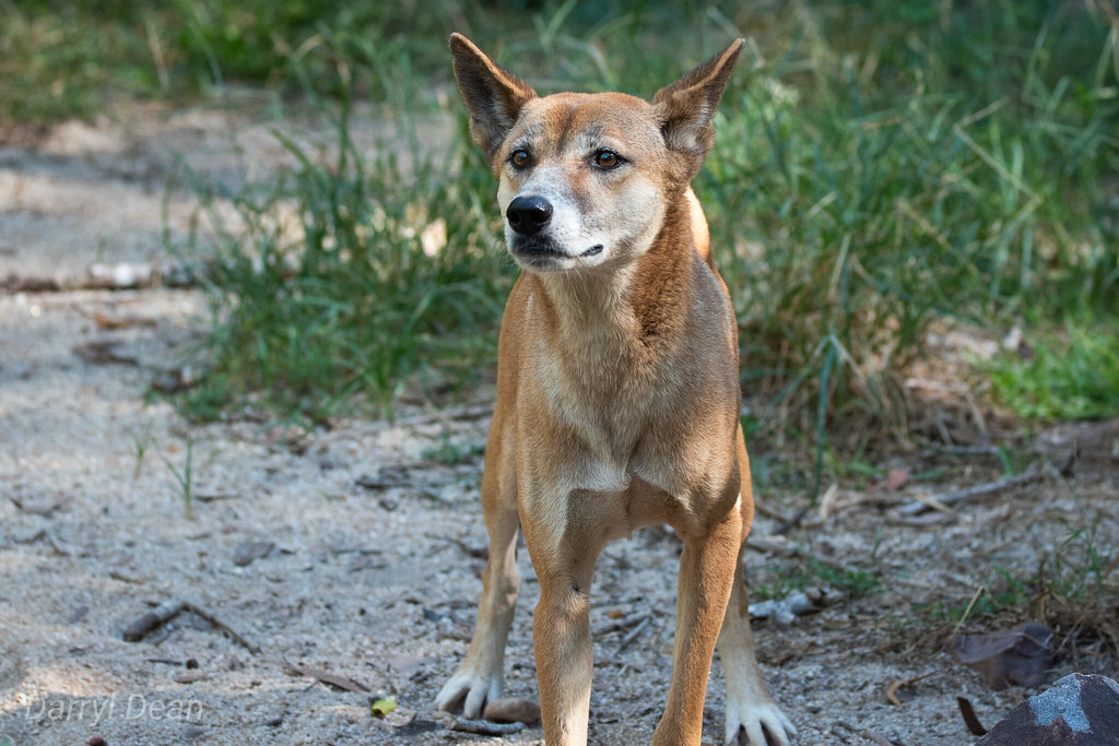 Dingo The dingo (scientific name Canis dingo, taxonomic