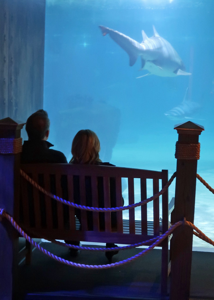 What a view! Greater Cleveland Aquarium Flickr
