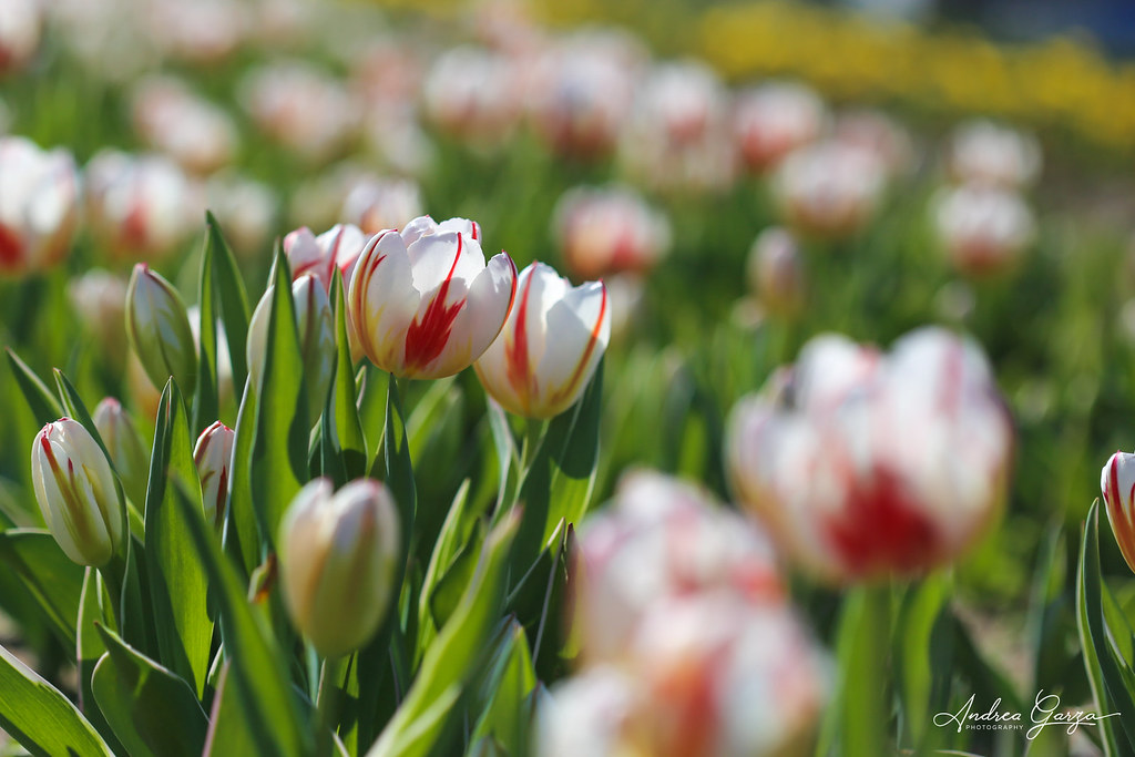 Texas Tulip Farm We have a new tulip farm here in south Te… Flickr
