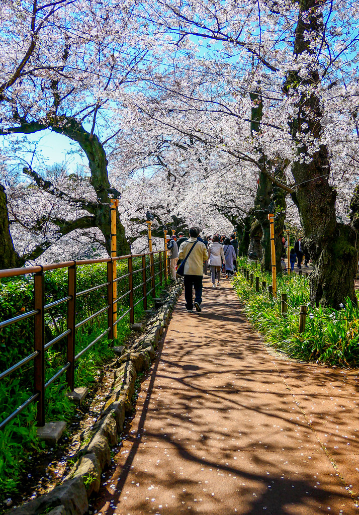The One about the Cherry Blossoms at Chidorigafuchi