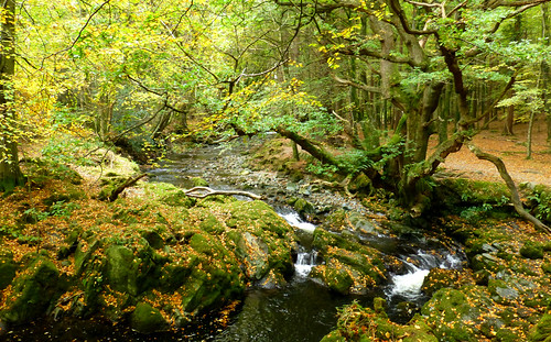 Tollymore Forest Park, County Down, Northern Ireland Flickr