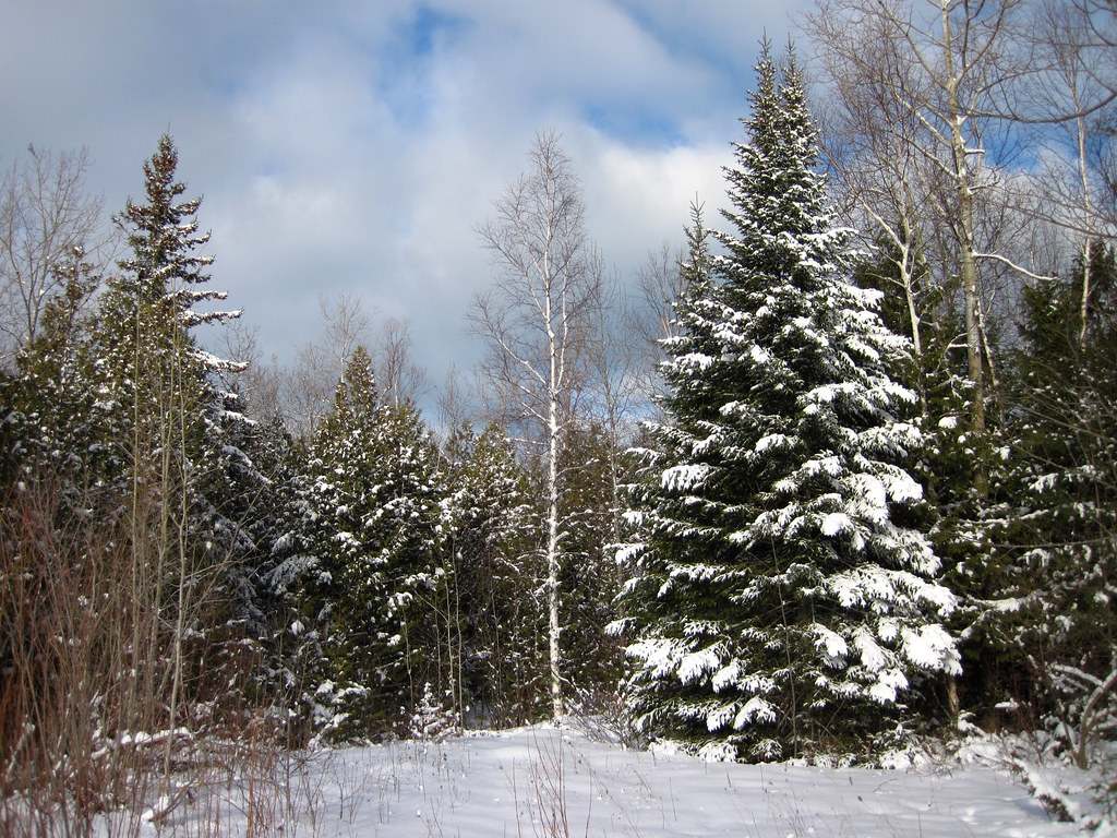 fresh snow Greenbush, Michigan. Paul Bruce Flickr