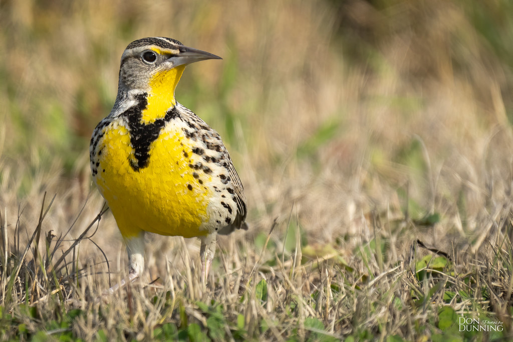 Breeding Western Meadowlark (Sturnella neglecta) "The nest… Flickr