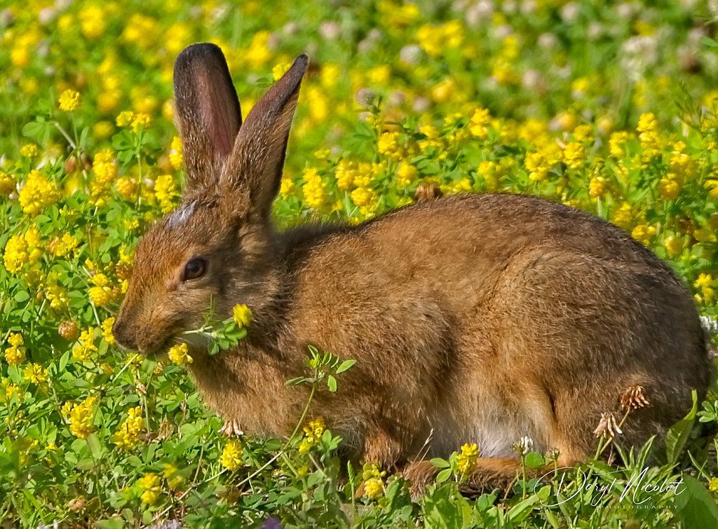 Snowshoe Hare eating flowers Spring delights for a rabit Flickr
