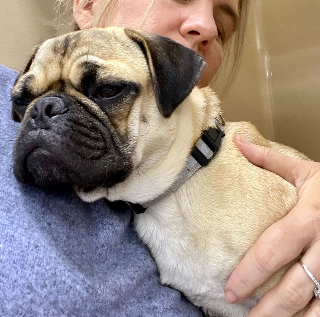 Vet Near Me Sometimes, all you need is a hug Adorable Doug… Flickr