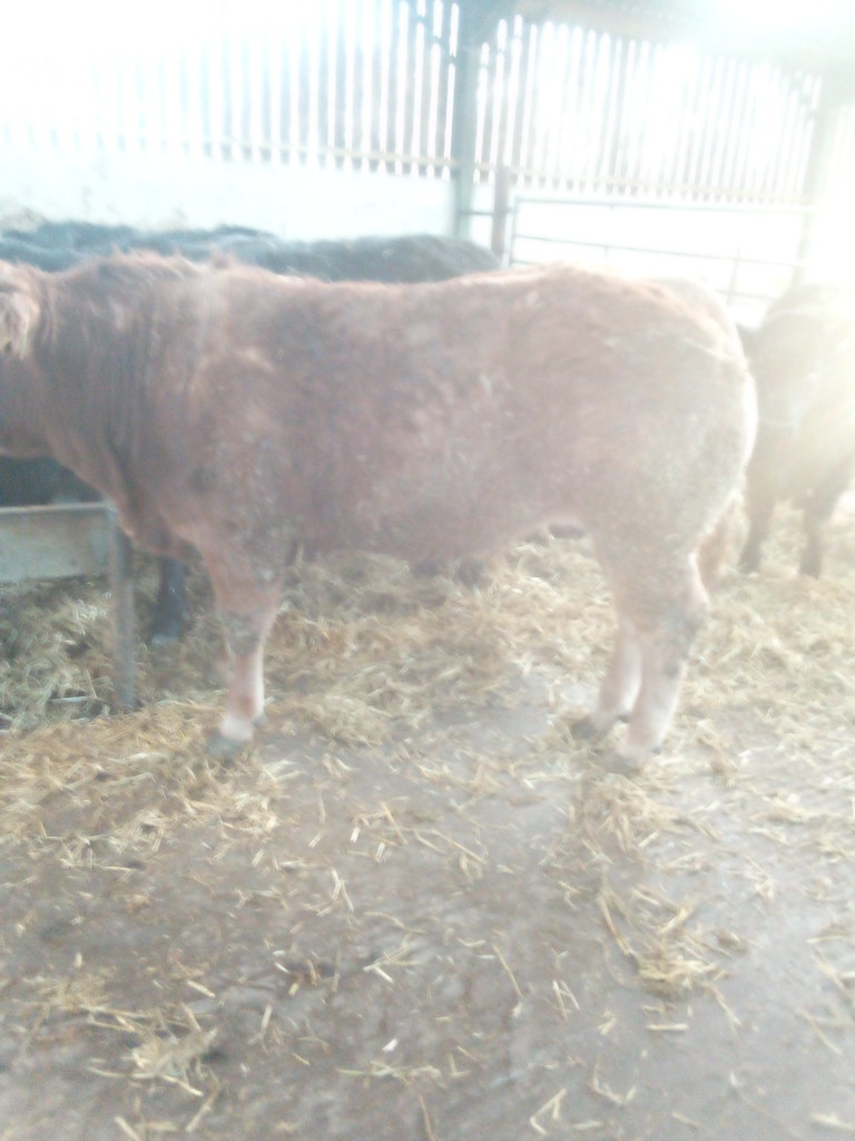 IMG_20200204_161658 Cattle Sale Tuesday, 25th February 2… Barnard