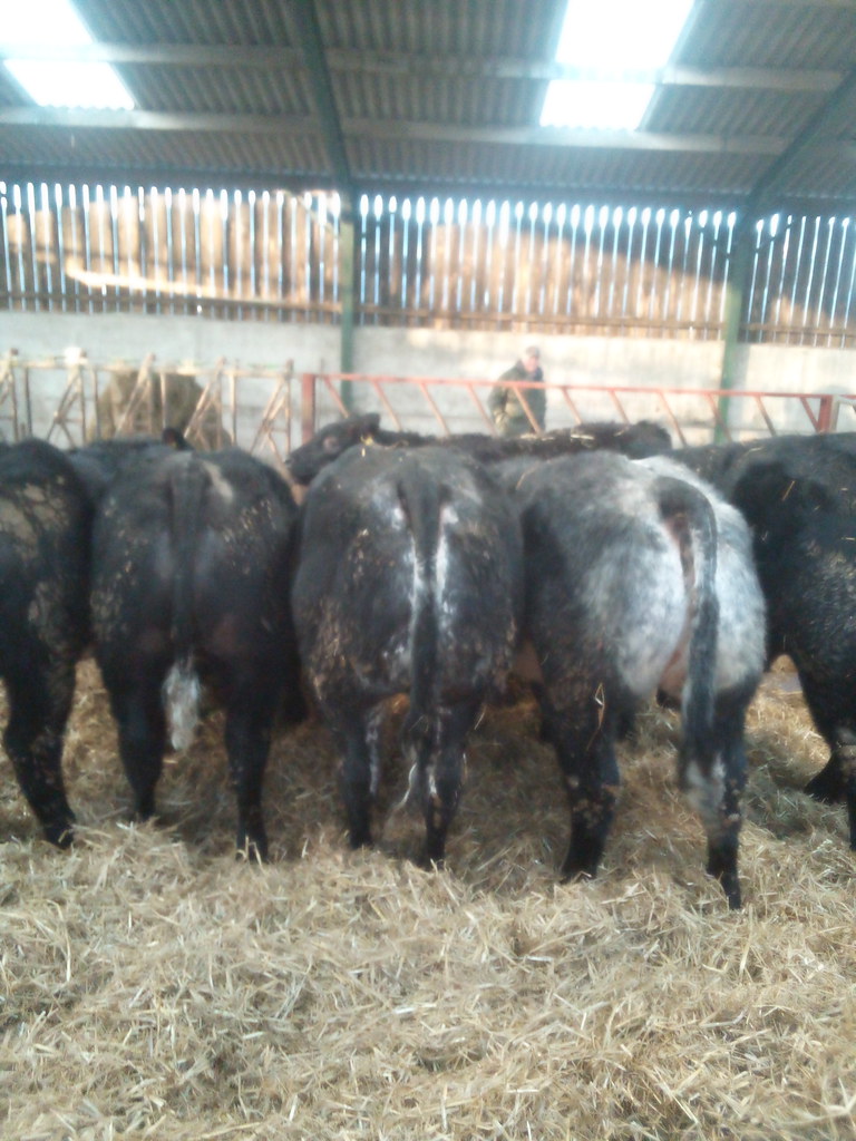 Barnard Castle Auction Mart Sales at Diane Varner blog