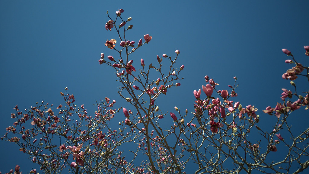 Magnolia Backyard Estates Cary NC 142155 bobistraveling Flickr
