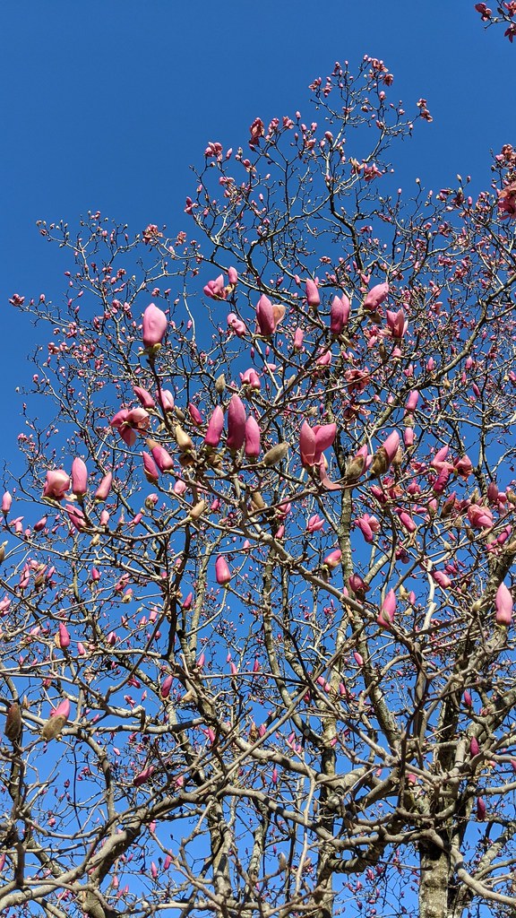 Magnolia Backyard Estates Cary NC 142013 bobistraveling Flickr