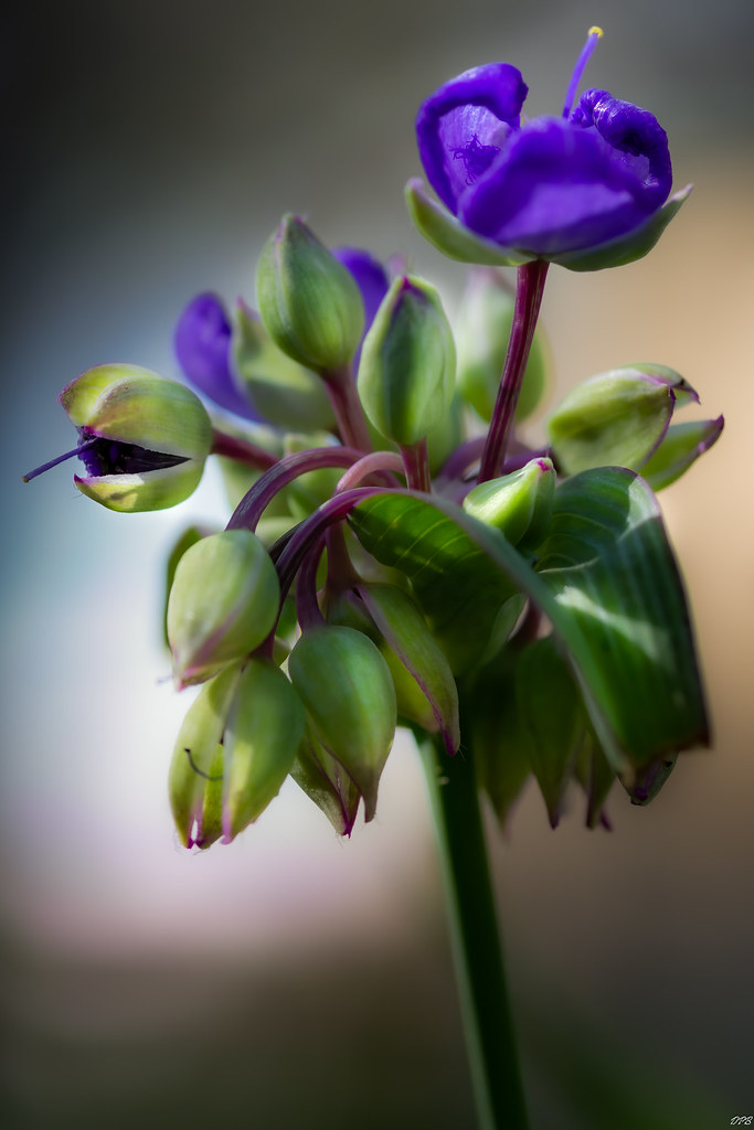 Spring wildflowers are starting early DPB Flickr
