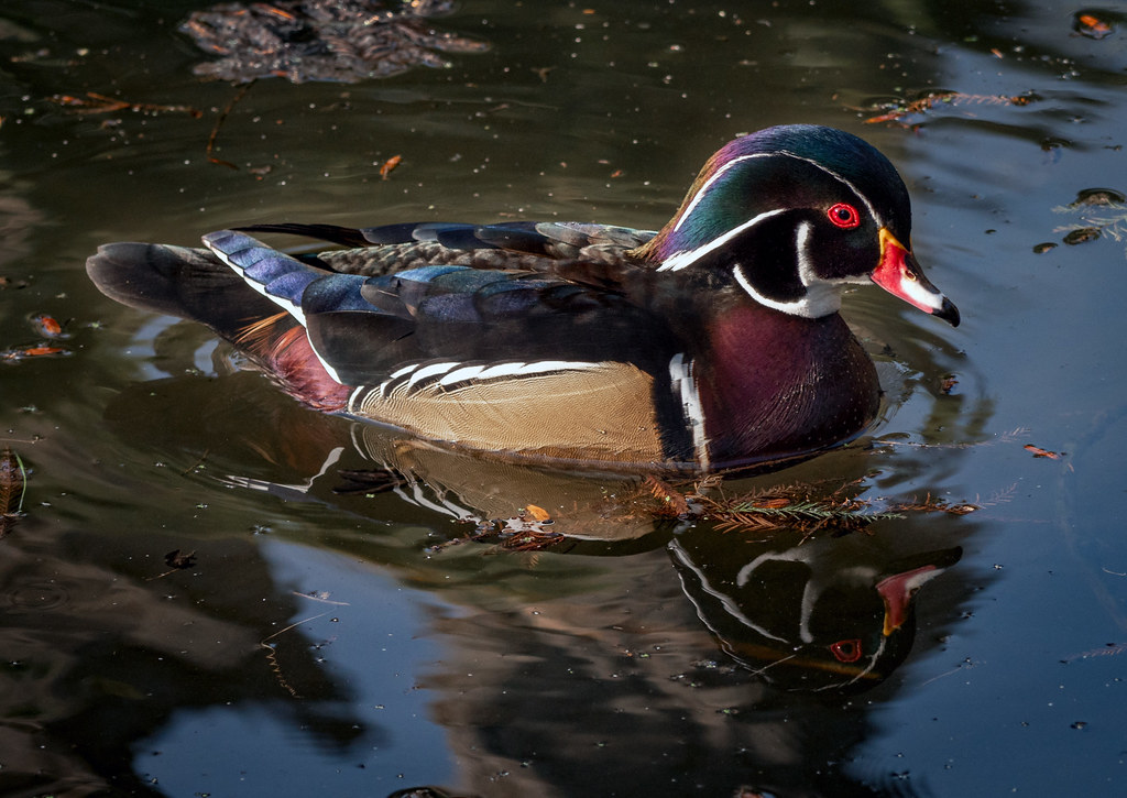 wood duck Los Angeles County Arboretum Arcadia, CA Jenn Bastian