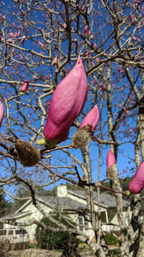 Magnolia Backyard Estates Cary NC 142033 bobistraveling Flickr