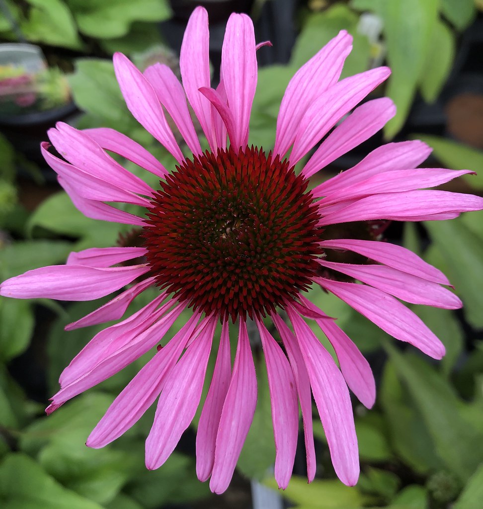 Let Them Shine "Flowers... are a proud assertion that a ra… Flickr