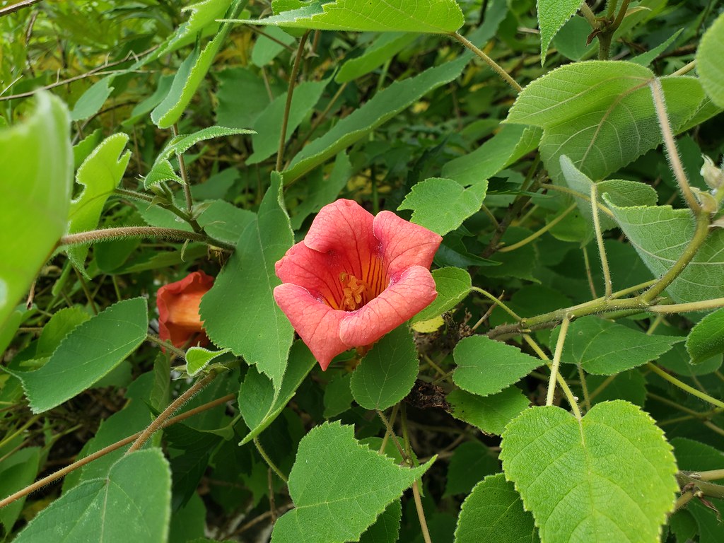 American Trumpet Vine Along River Road This is a picture o… Flickr