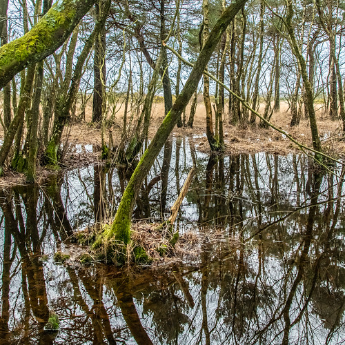 Ferndown, Dorset, England Ferndown, Dorset, England on 15 … Flickr