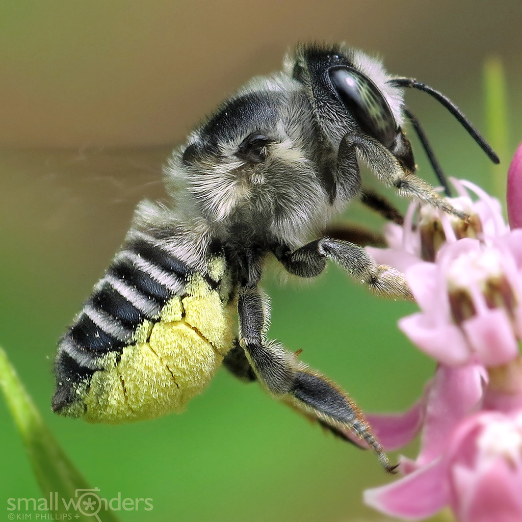 Texas Leafcutter Bee female Texas Leafcutter Bee (Mega… Flickr